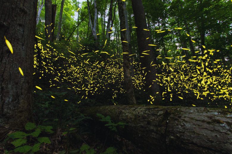 The Famous Elkmont Fireflies Event